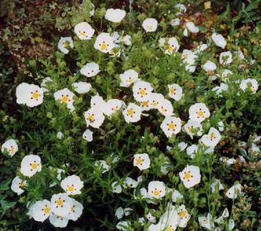 Decumbens