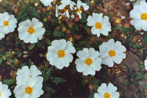 Cistus Enigma