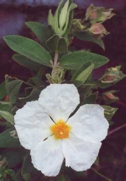 albidus f albus