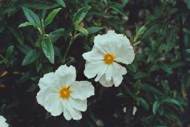 Cistus x cyprius var. albiflorus