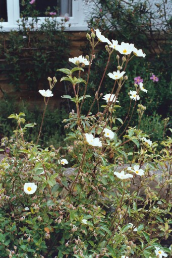 laurifolius atlanticus