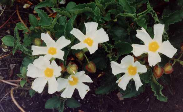 populifolius major