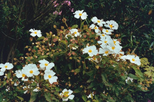 populifolius pop