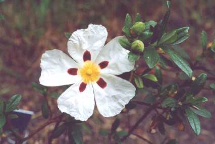 sulcatus bicolor