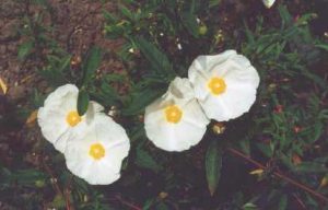 verguinii albiflorus
